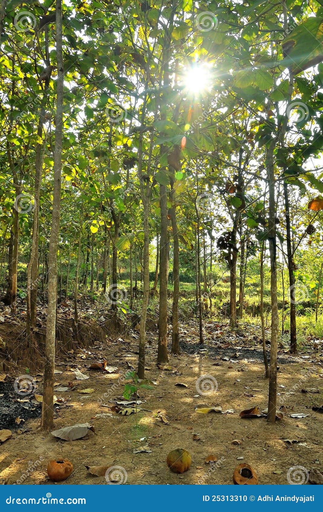 YOUNG TEAK TREES stock photo. Image of countryside, soil 25313310