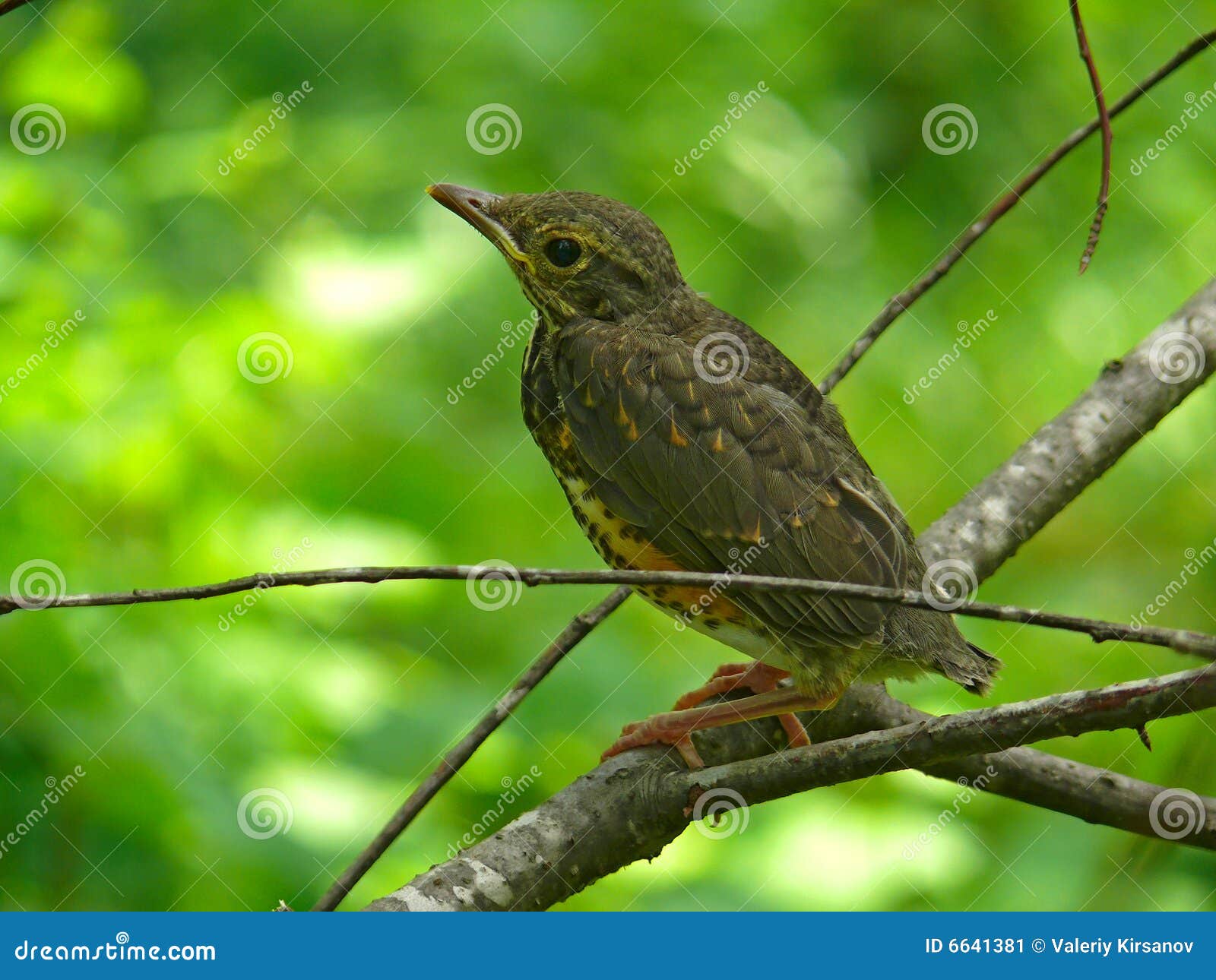 Red-flanked Bluetail, Starling and Thrushes