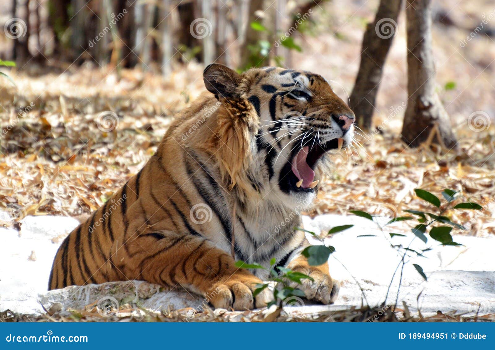 a young tiger in van vihar national park, bhopal