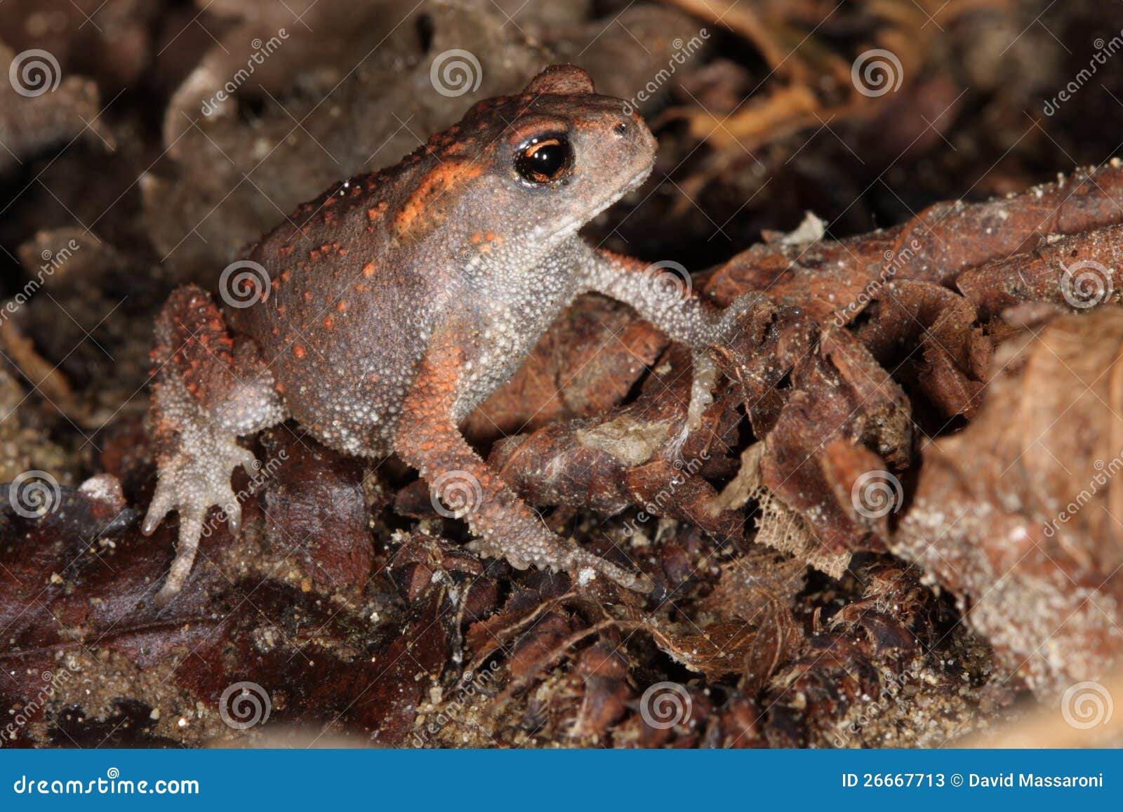 young toad