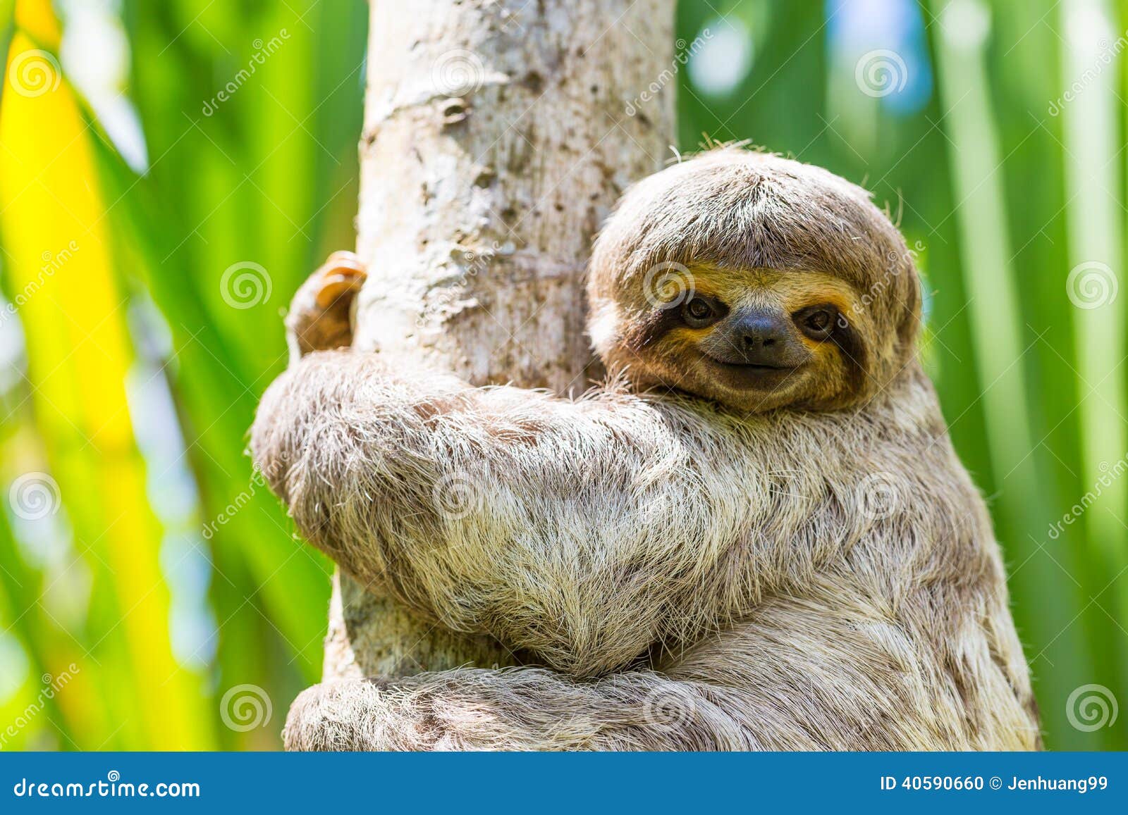 young 3 toed sloth in its natural habitat. amazon river, peru