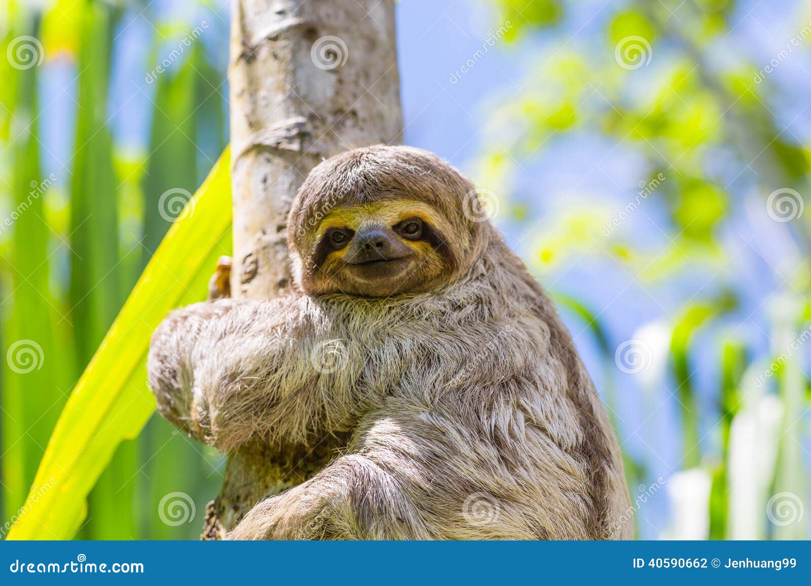 young 3 toed sloth in its natural habitat. amazon river, peru