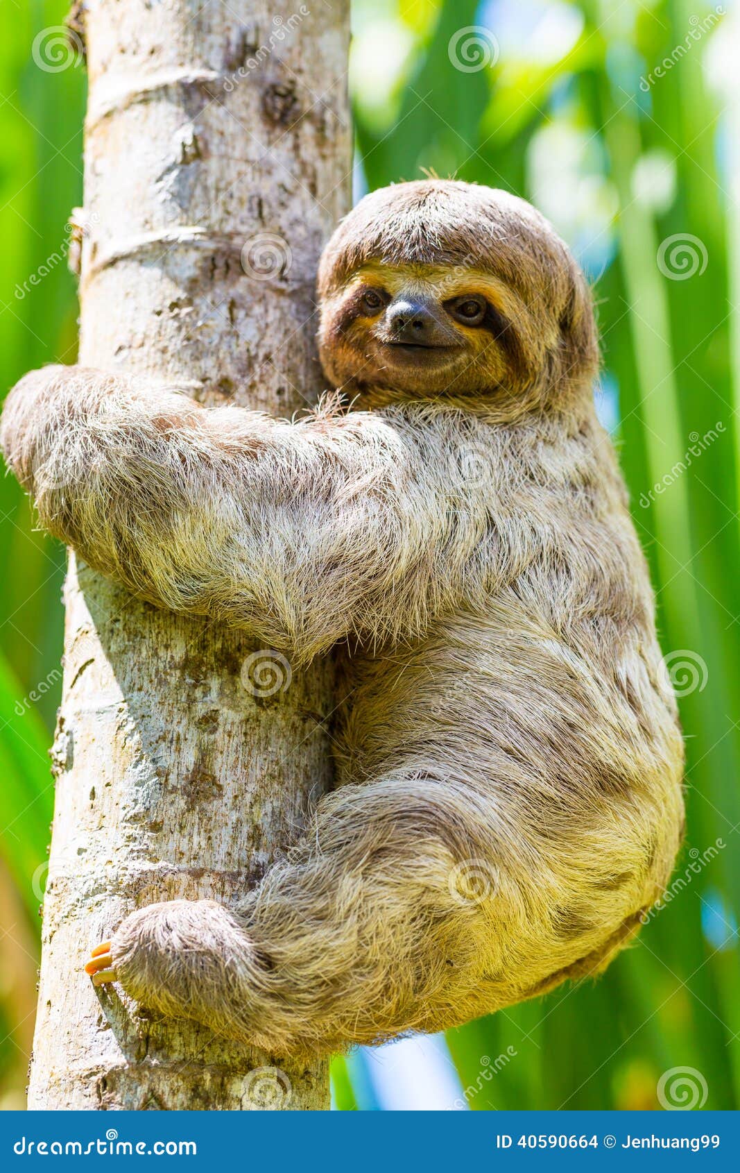 young 3 toed sloth in its natural habitat. amazon river, peru