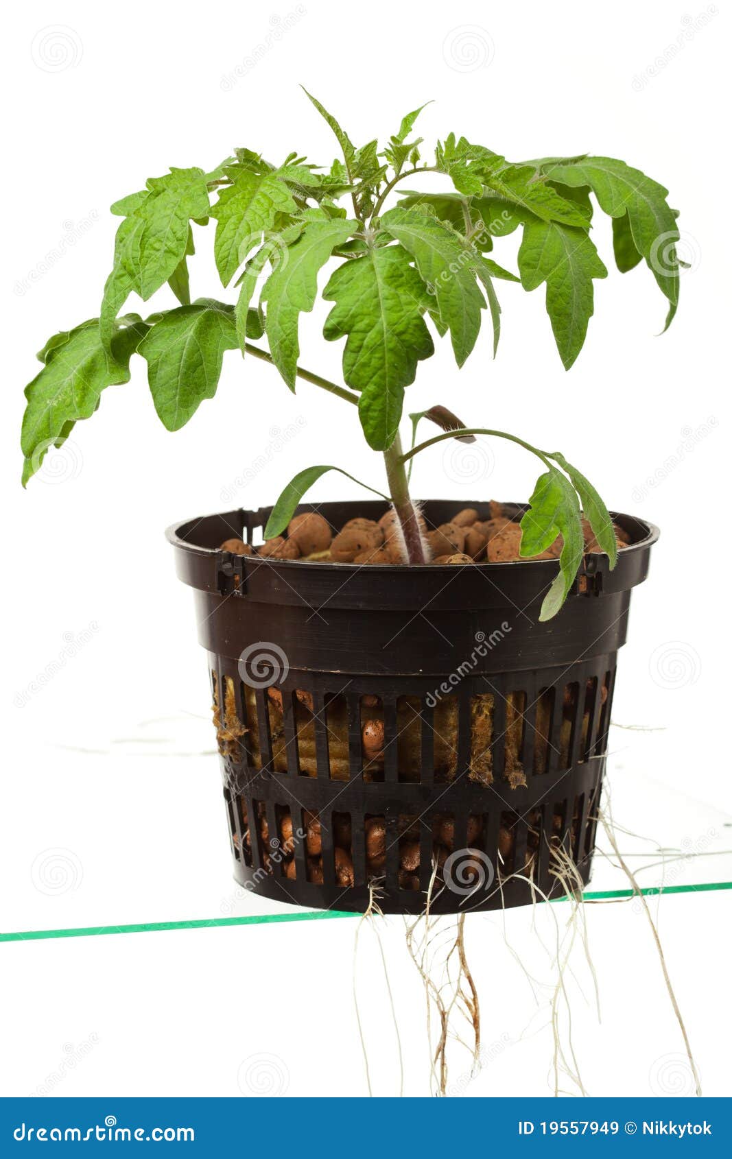 Young Tomato Plant In Clay Pot Stock Photography