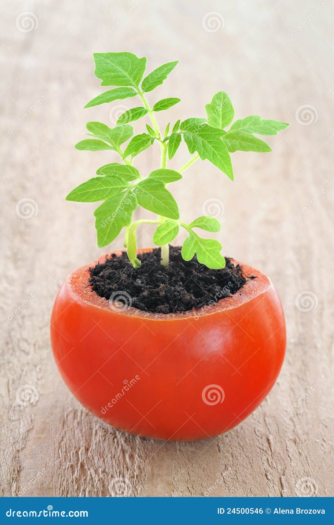 566 Growing Plant Sequence Dirt Photos Free Royalty Free Stock Photos From Dreamstime