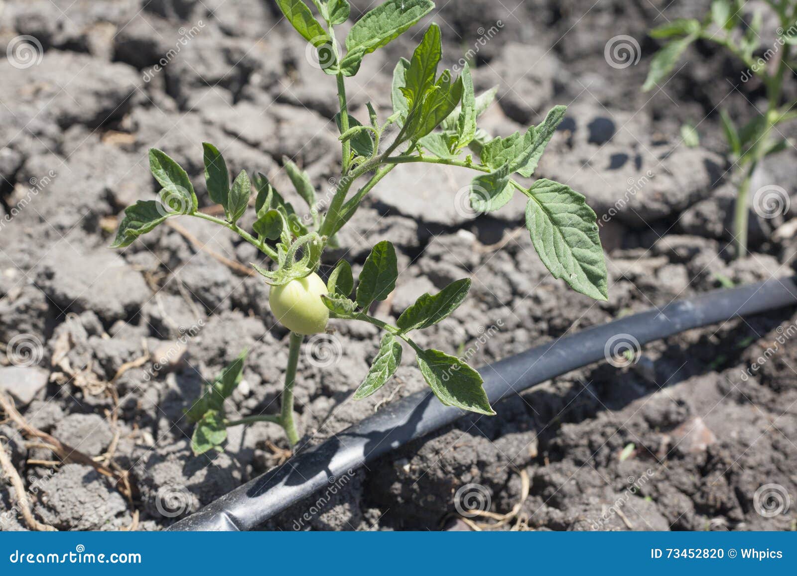 young tomato plant growing with drip irrigation system