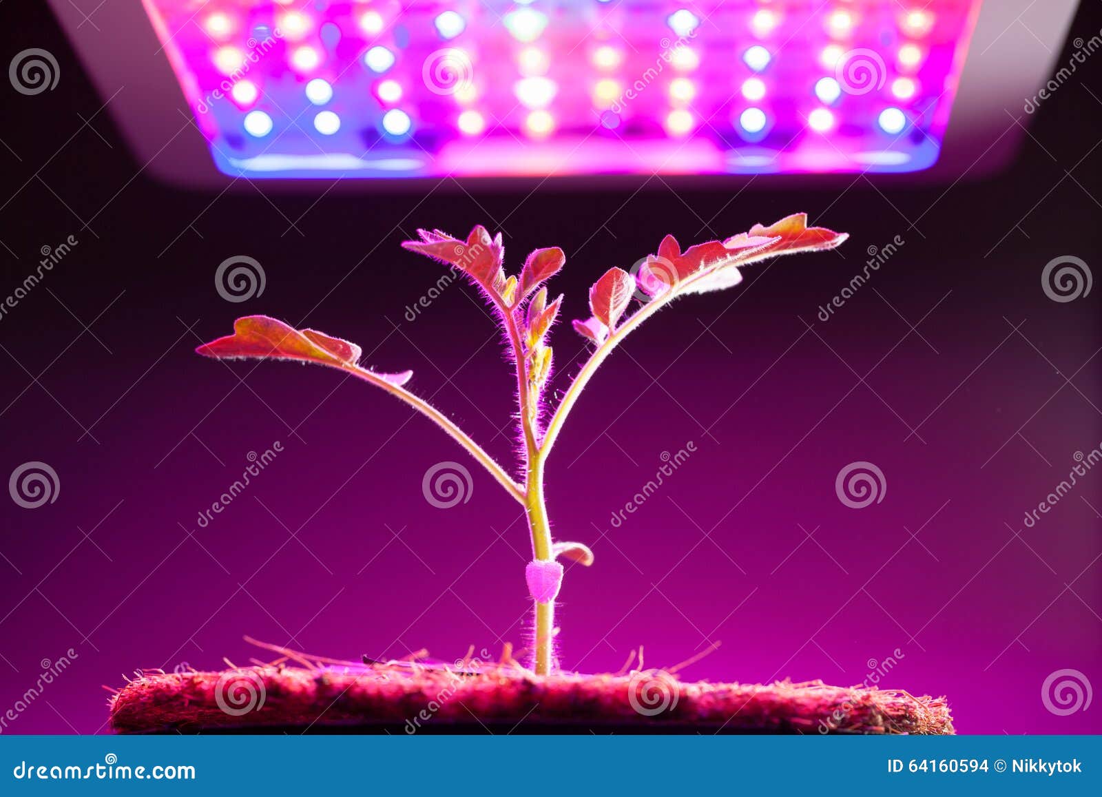 Young Tomato Plant Under LED Grow Light Stock Photo Image of green