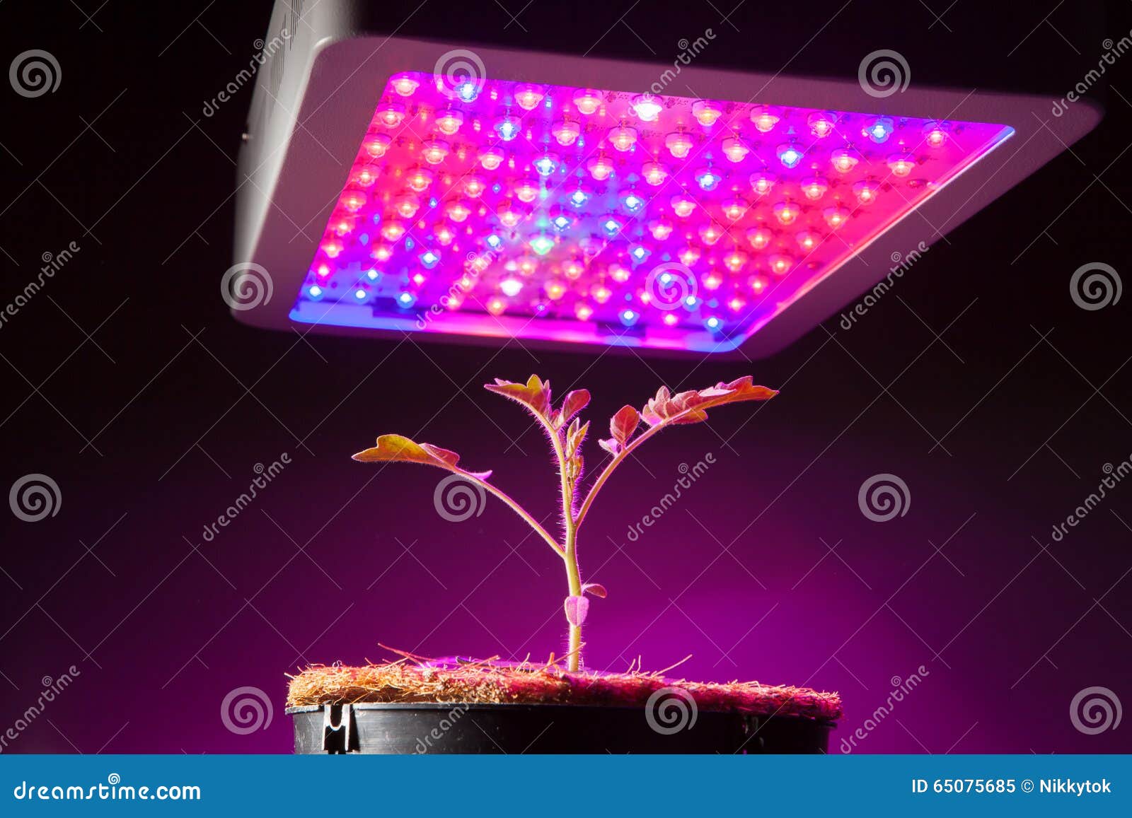 young tomato plant under led grow light