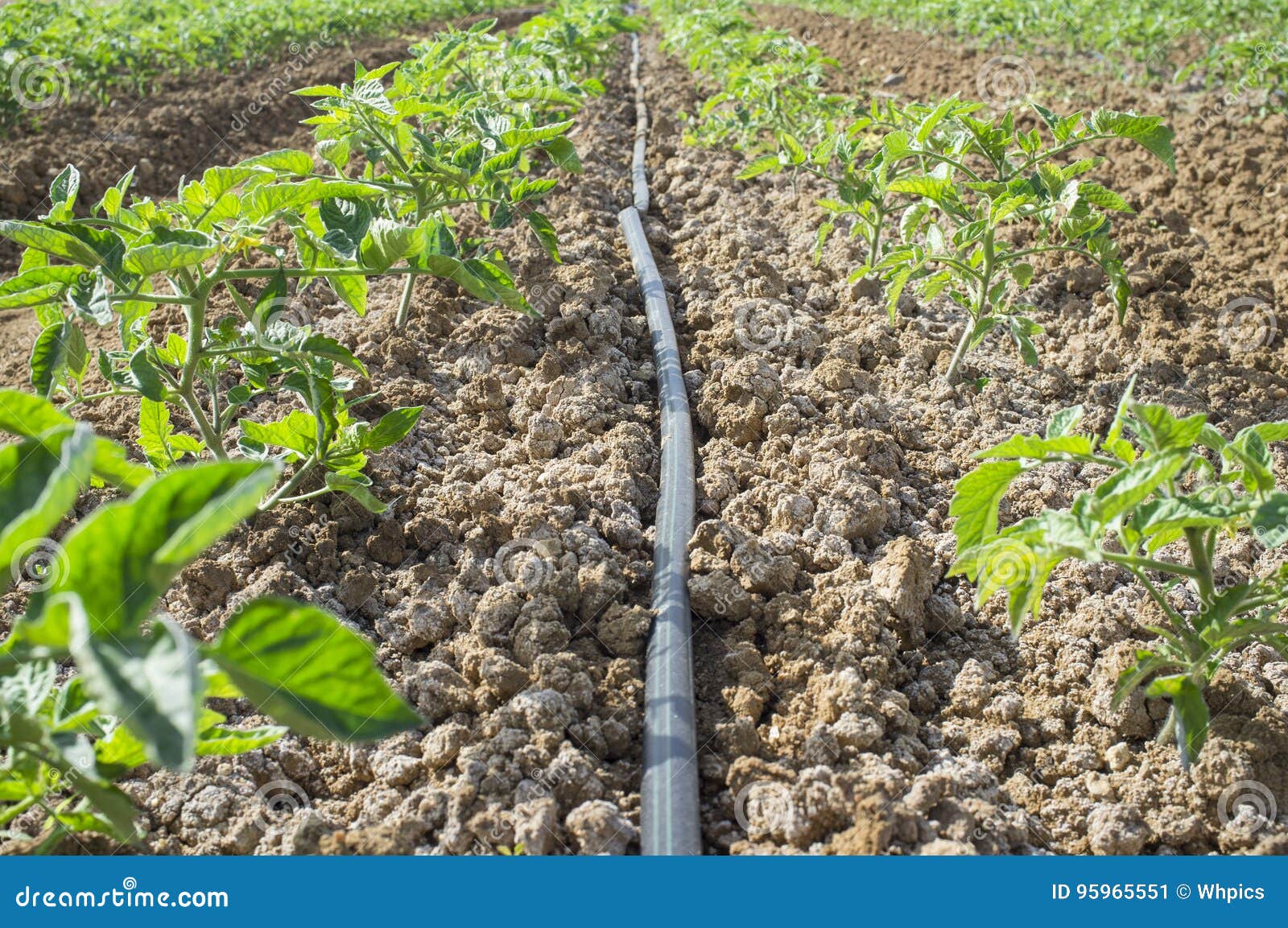young tomato plants drip irrigation system. ground level view