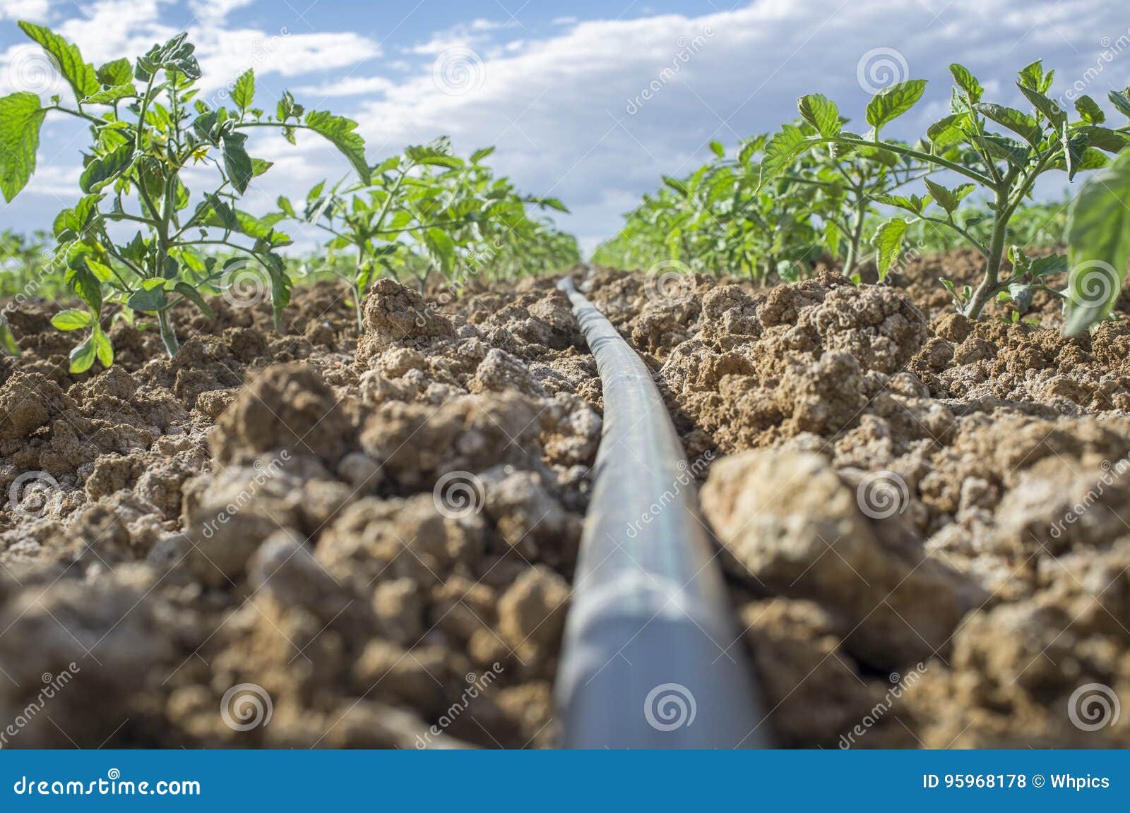 young tomato plants drip irrigation system. ground level view