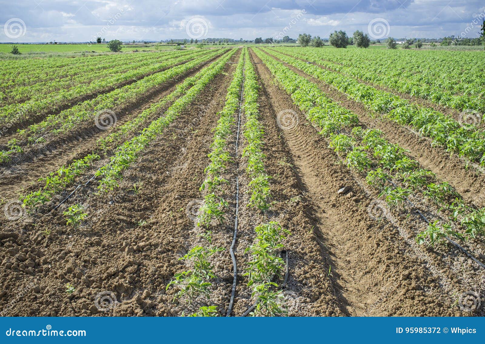 Young Tomato Plants Planted in Two Lines Each Furrow Stock Photo