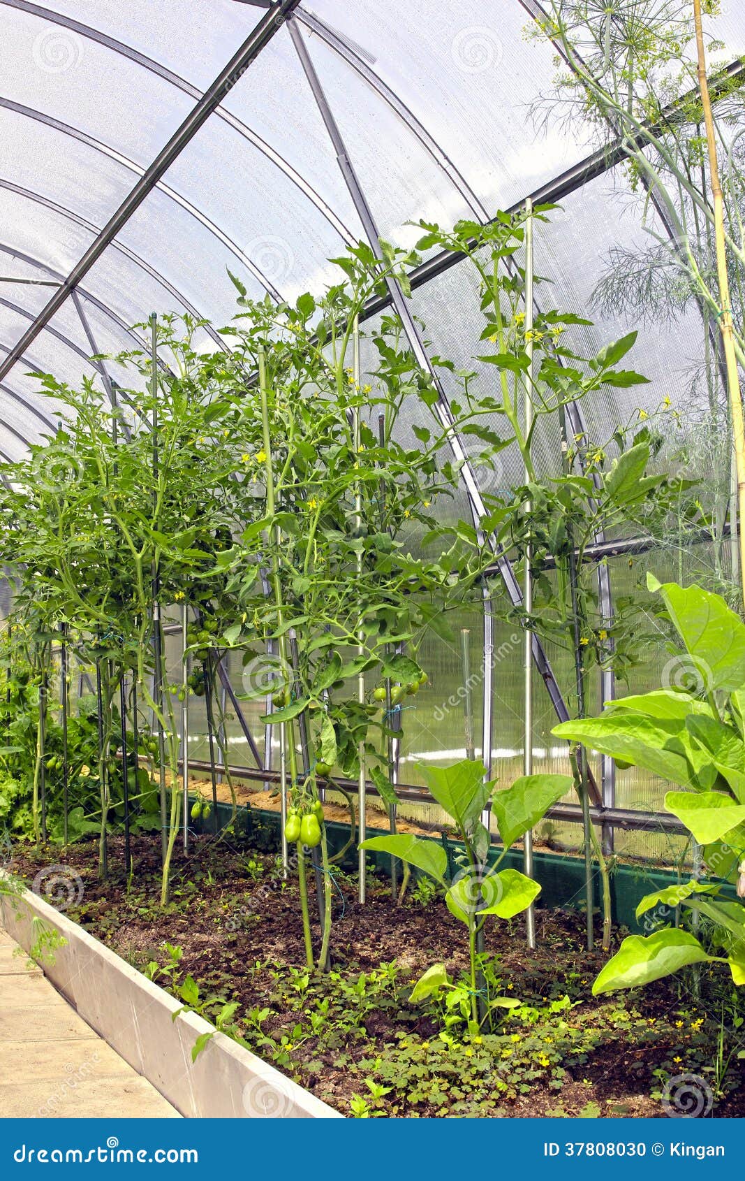 Young Tomato Plants in Vegetable Greenhouses Stock Photo Image of