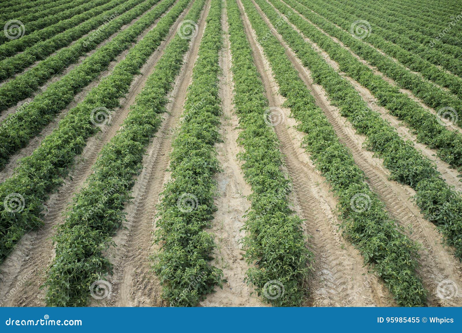 young tomatoes plantation furrows