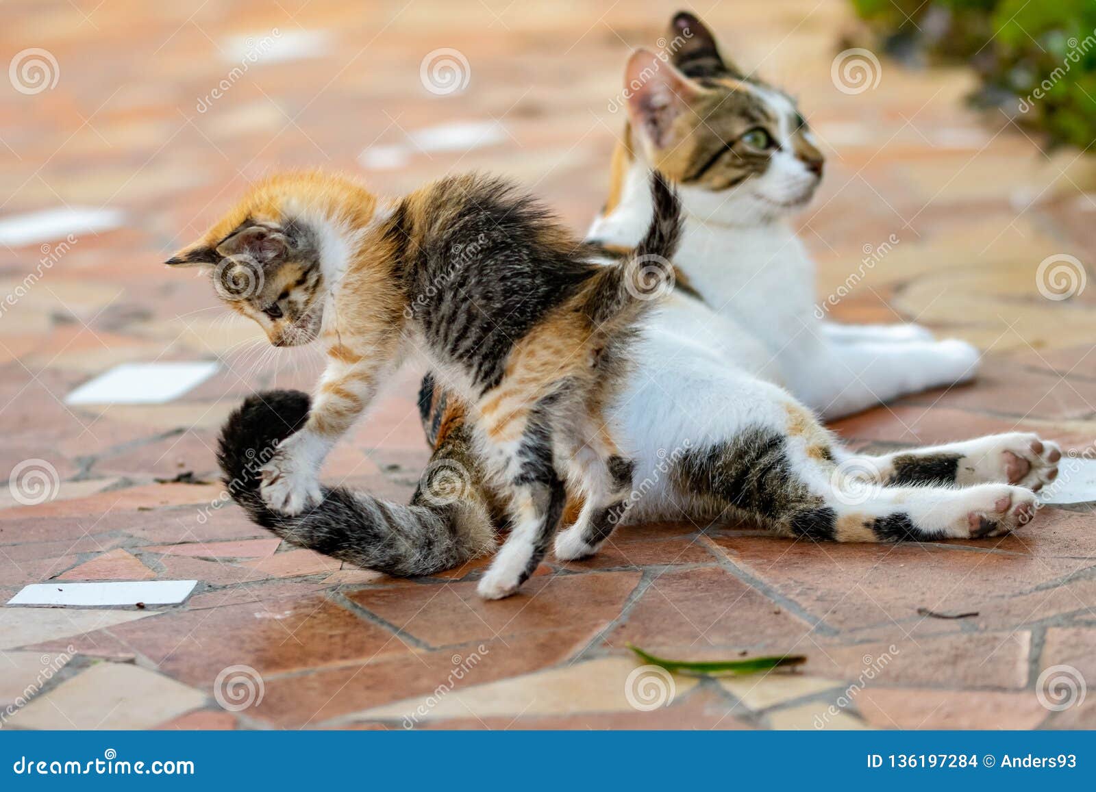 Young Tortoieshell Calico Kitten Cat  Pouncing  On Tail  On 