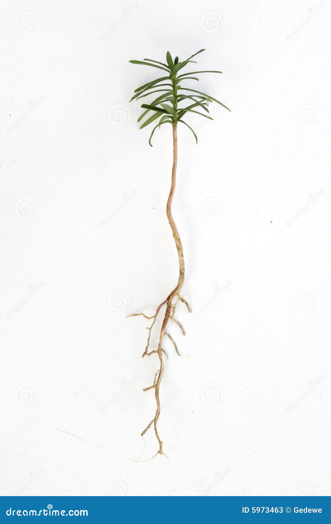 A young tree on a white background