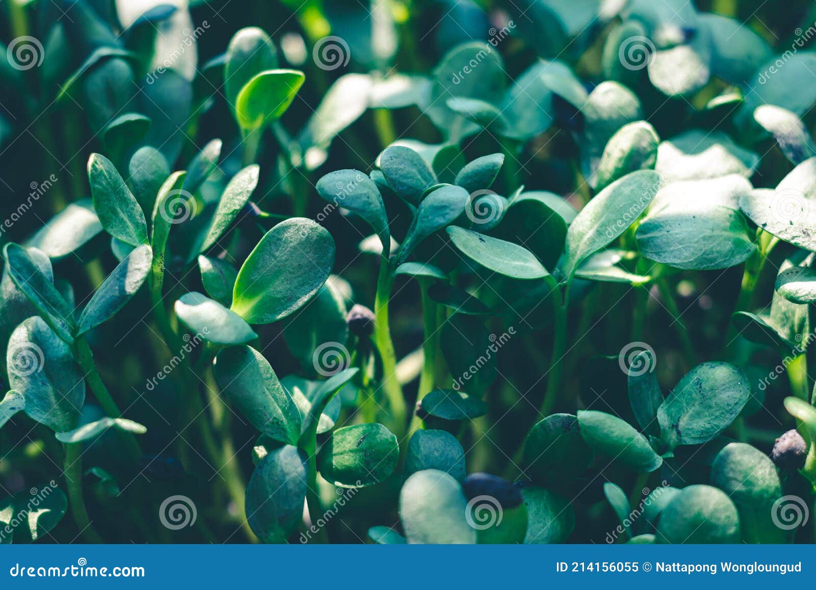 Young Tree that is Born from a Plant that is Growing Stock Image