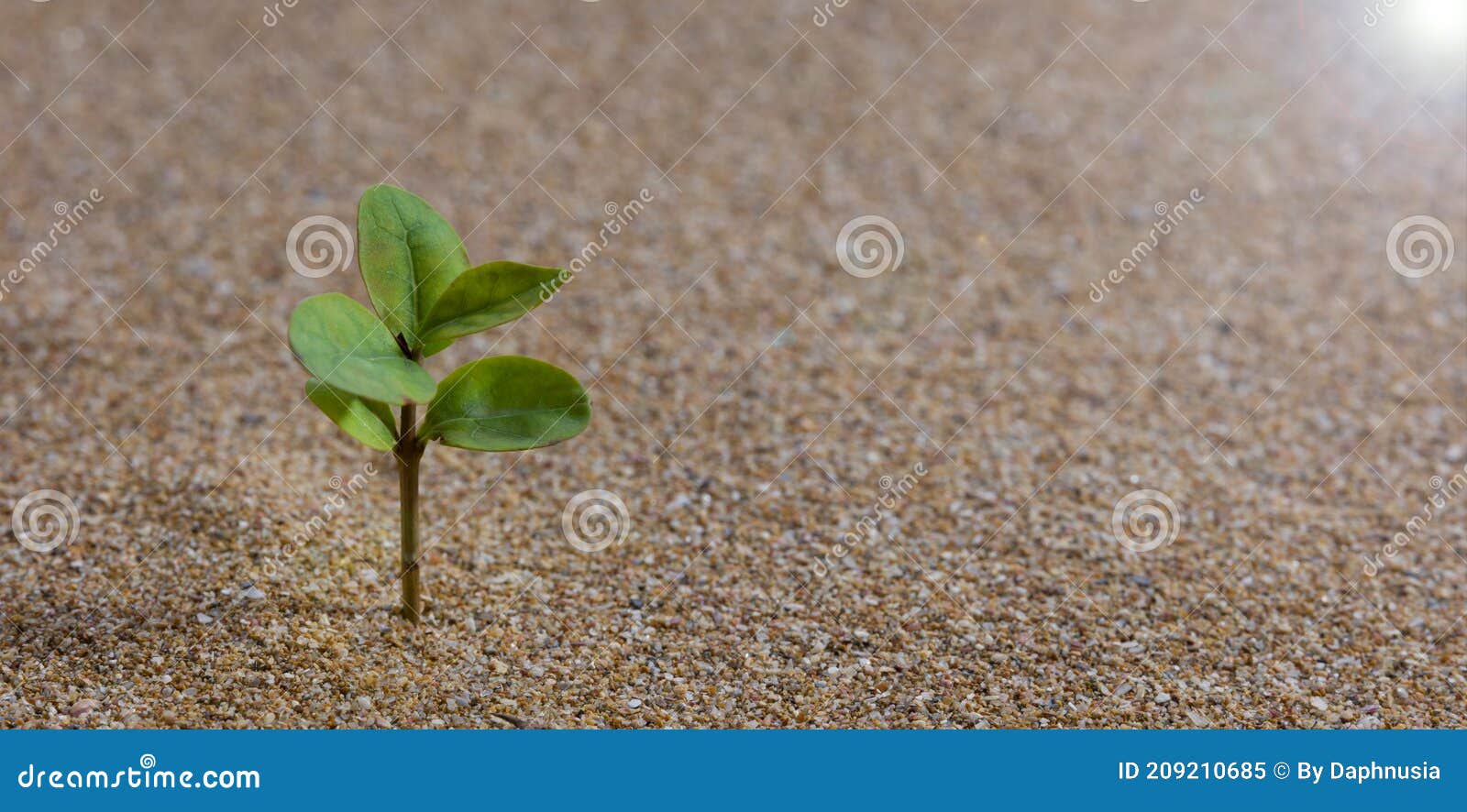 The Young Tree is Growing on the Sand Stock Image Image of seed