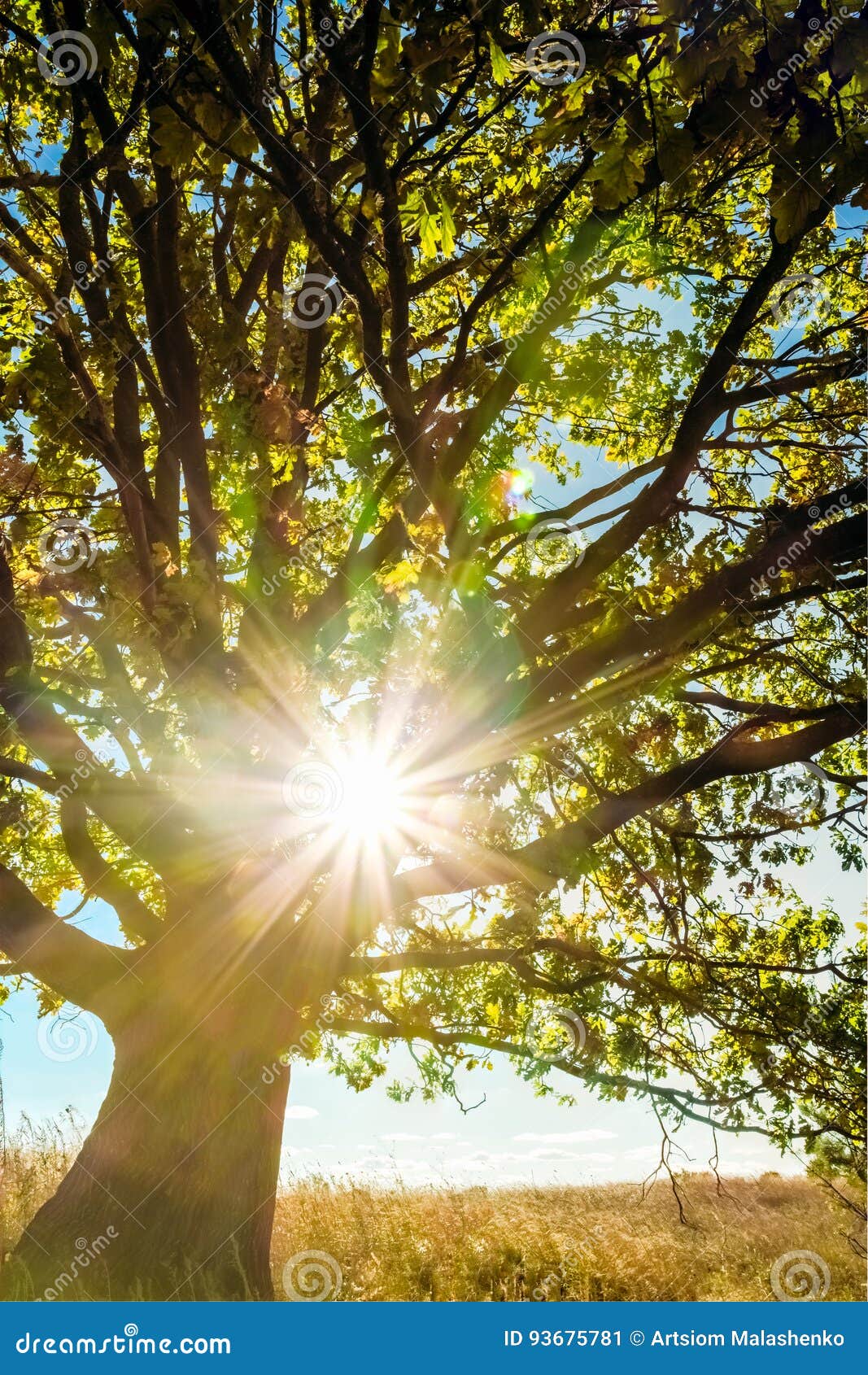 A Young Tree Oak Tree with Sunlight in the Branches Stock Image Image