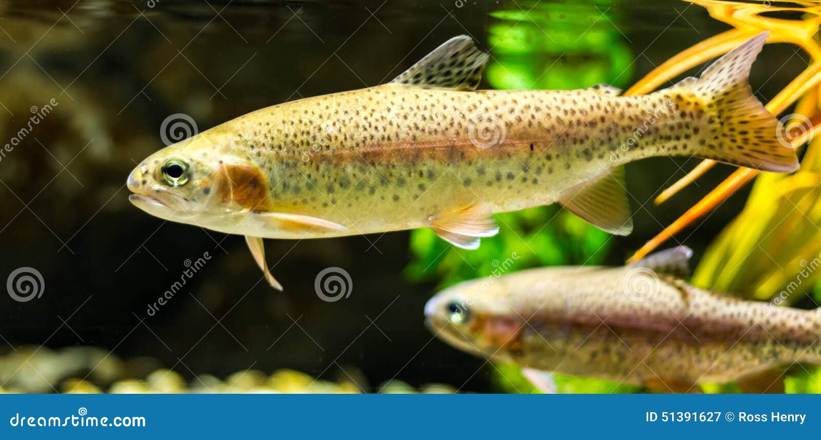 Young Trout stock image. Image of fresh, swim, young 51391627