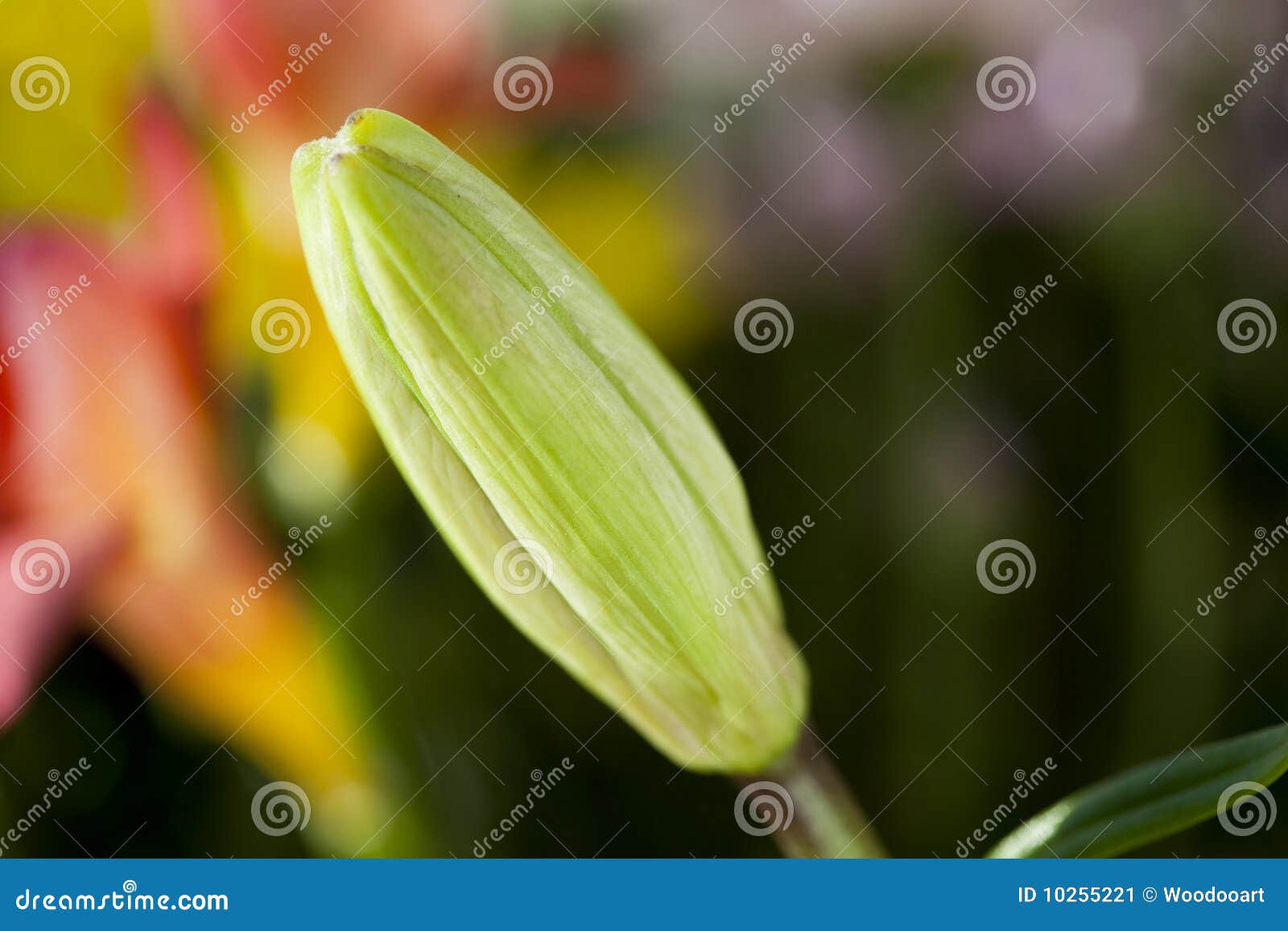 Young tulip stock image. Image of yellow, stem, blossom - 10255221