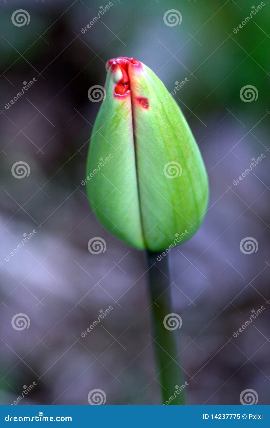 Young tulip stock image. Image of greenery, bright, growth - 14237775