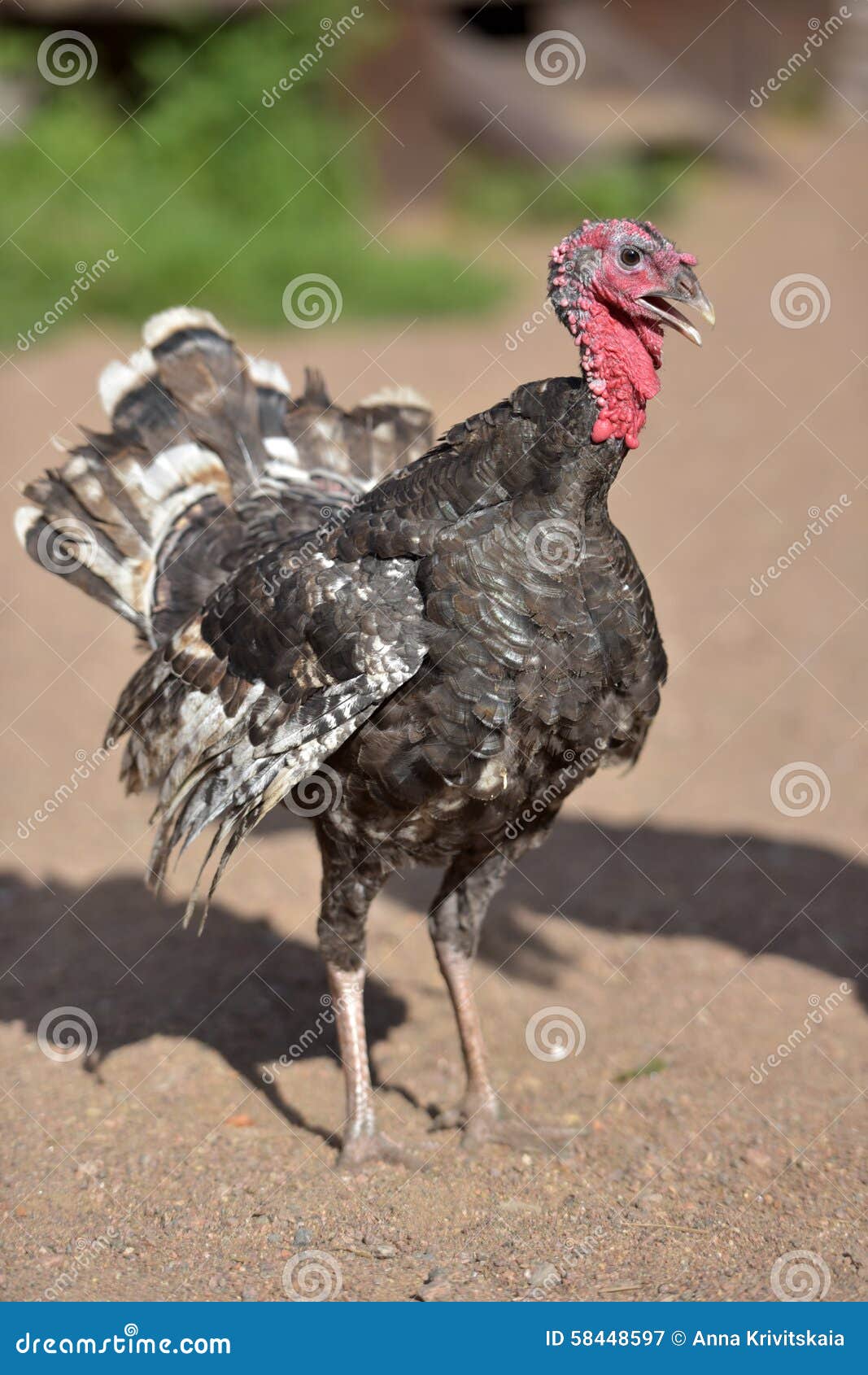 Young turkey bird stock image. Image of farming, animal 58448597