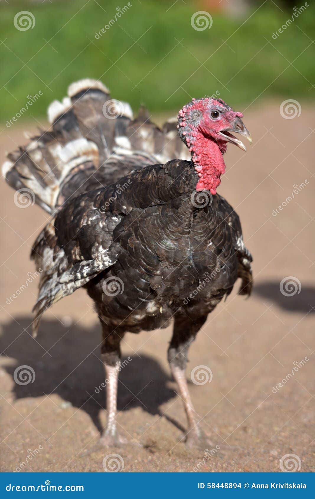 Young turkey bird stock photo. Image of breeds, farms 58448894