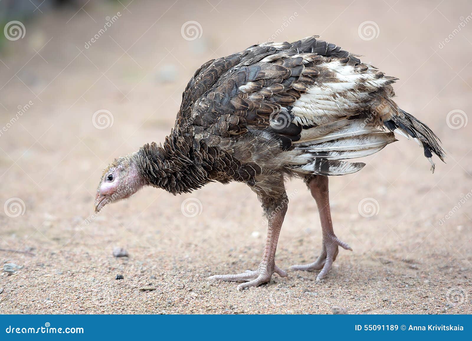 Young turkey chick stock image. Image of outdoor, color 55091189