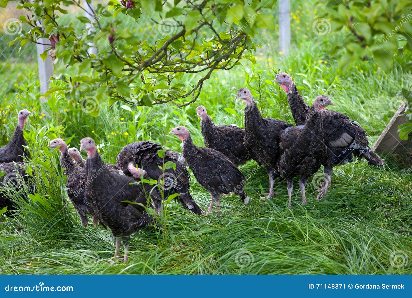 Young Turkey Chicks on a Farm Stock Image Image of baby, farming