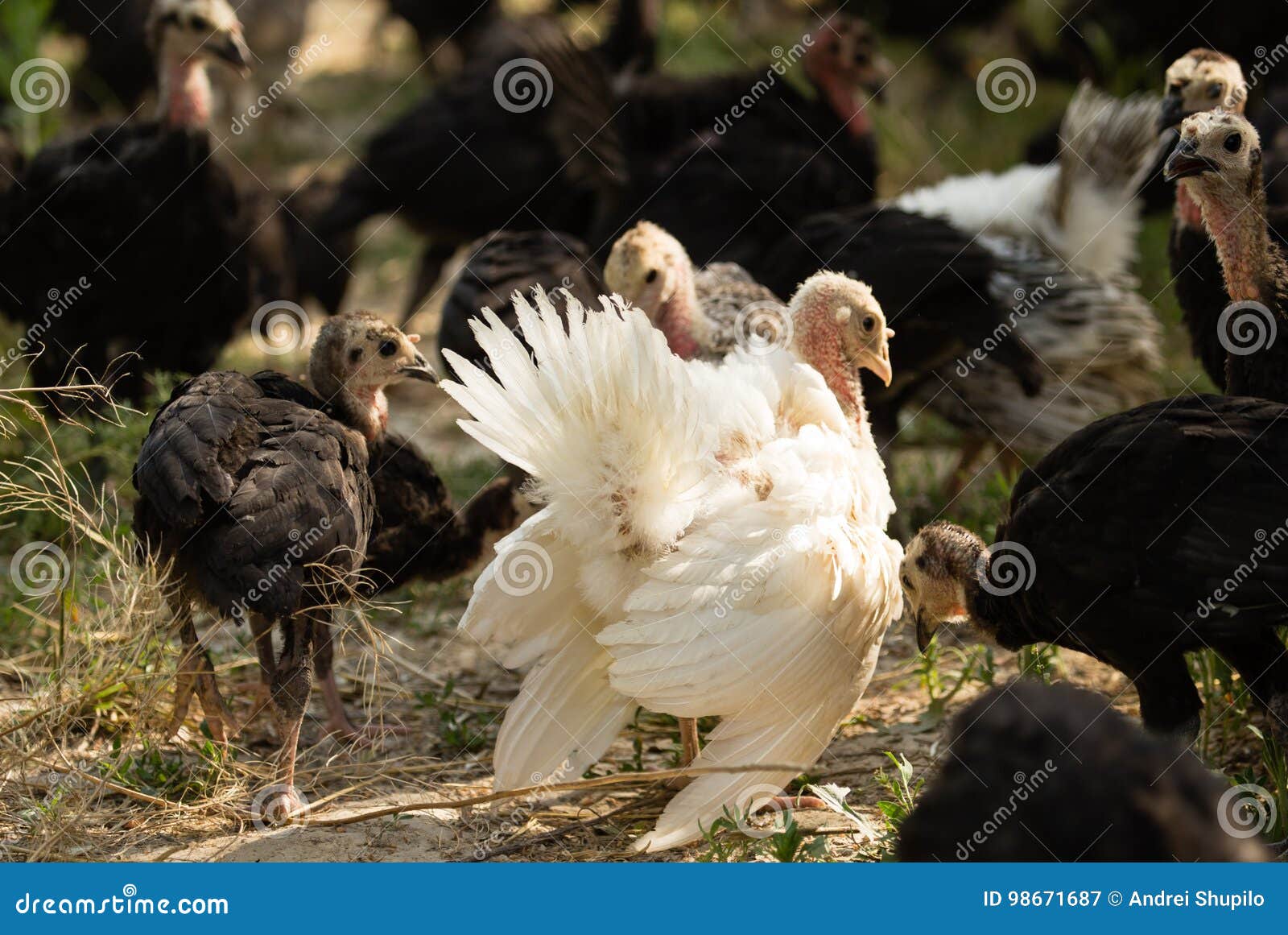 Young turkey on the farm stock image. Image of rural 98671687