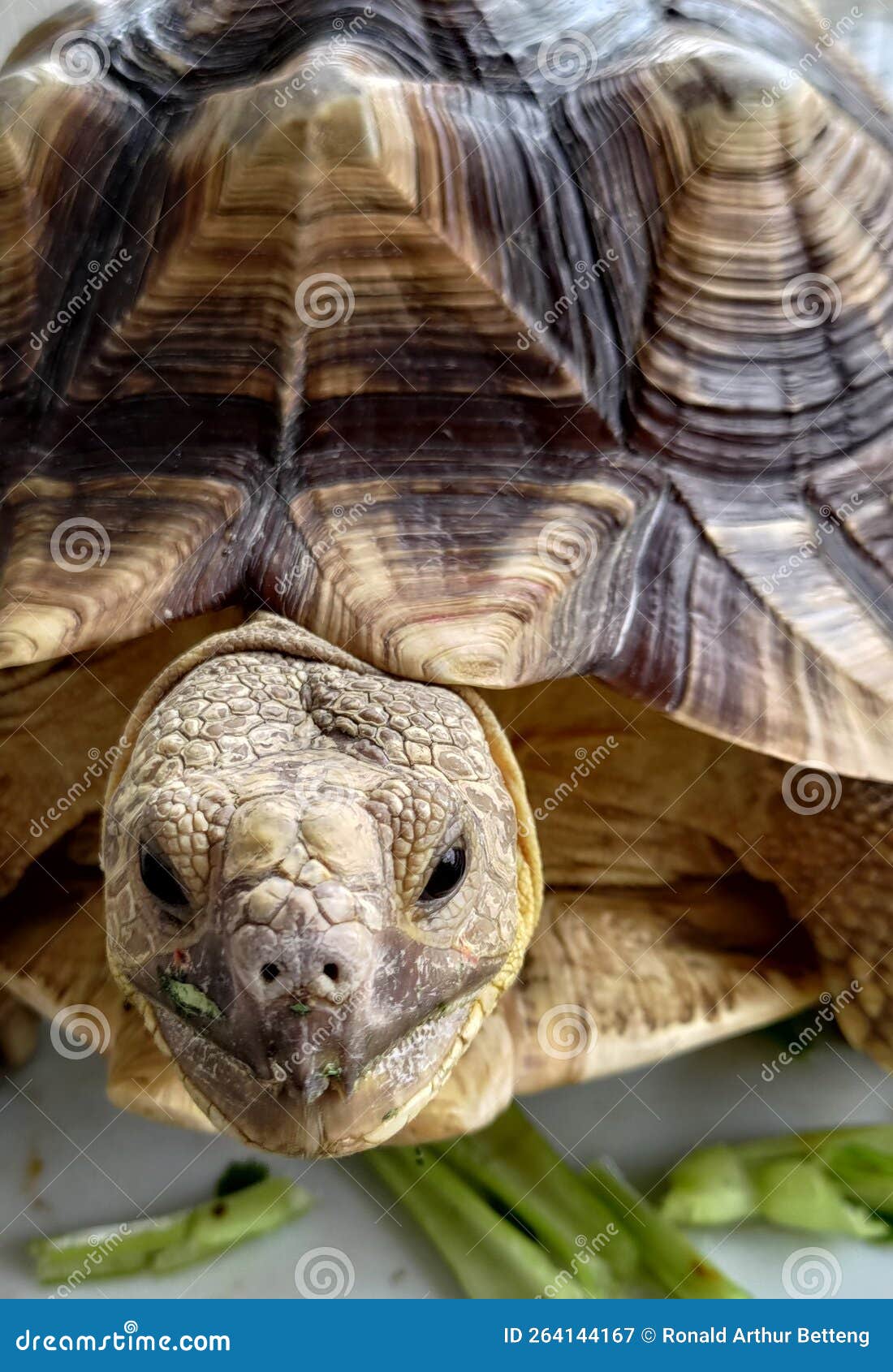 A Young Turtle is Eating a Kale Leaf and Looking at the Camera Stock