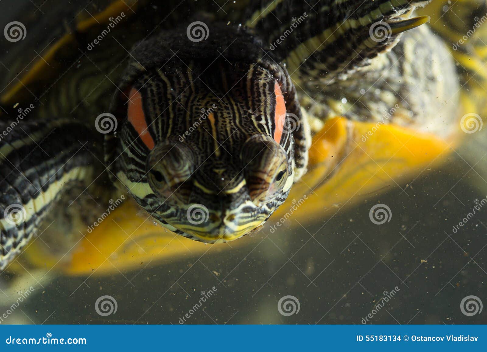 Young turtle stock photo. Image of outdoors, animals 55183134