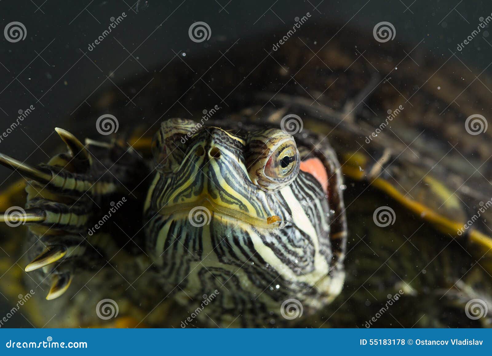 Young turtle stock photo. Image of macro, animals, reptile 55183178