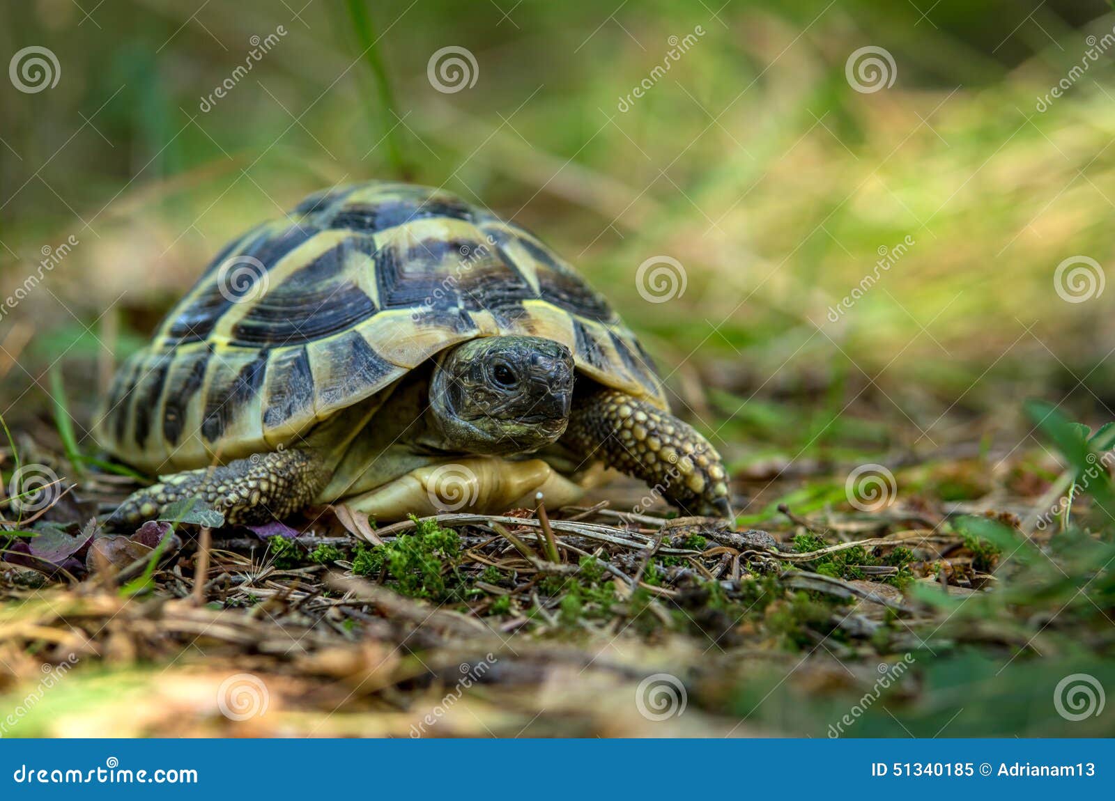 Young Turtles from the Wild Nature Stock Image Image of background, carapace 51340185