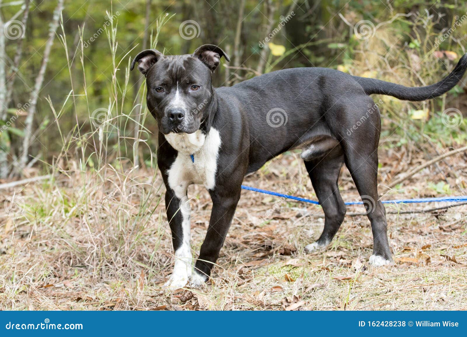 Young Black And White Pitbull Terrier Dog On Leash Stock Photo Image Of Amstaff Shelter 162428238