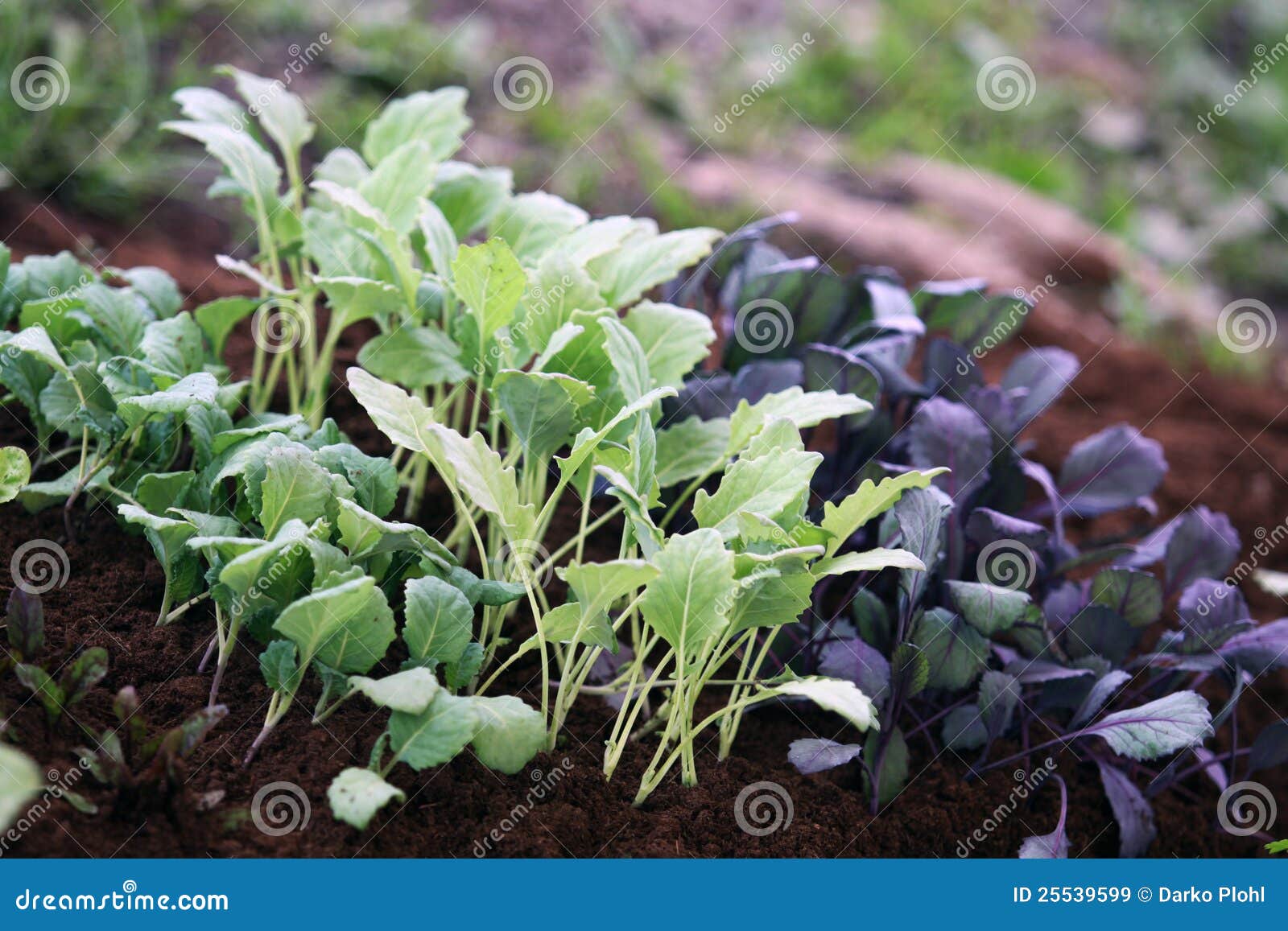 young vegetable plants