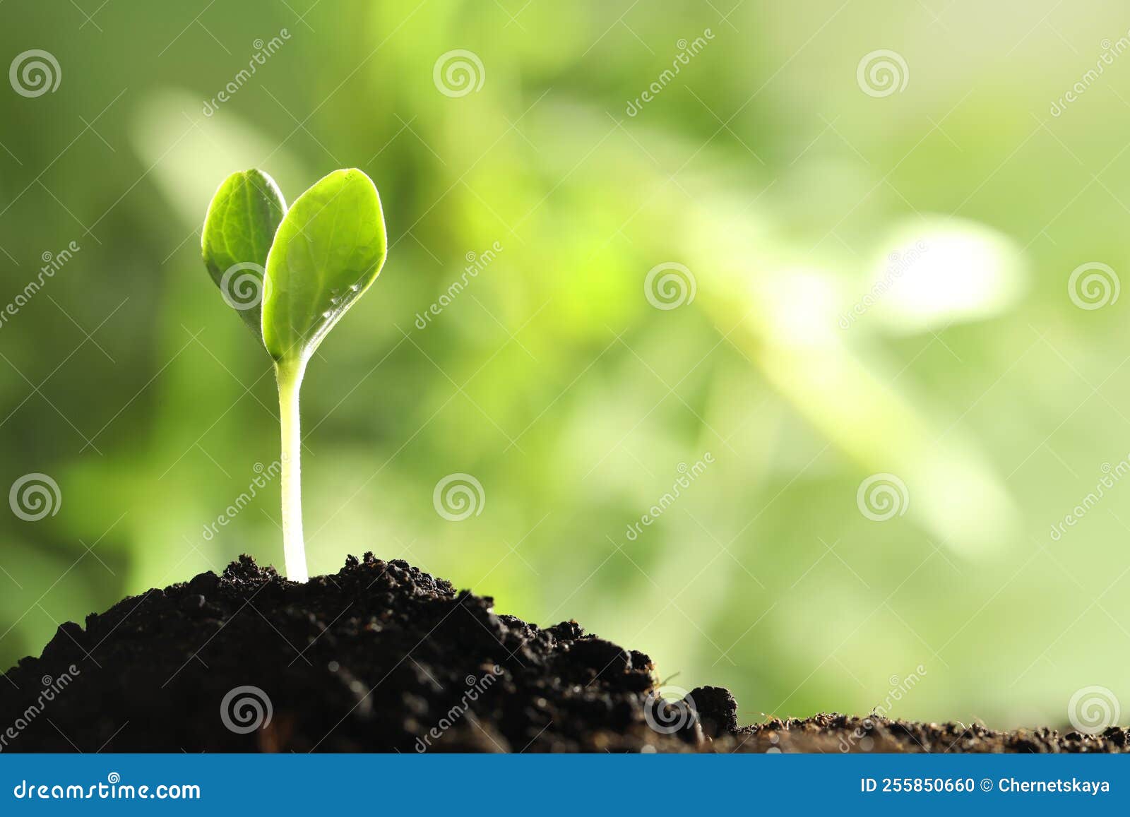 Young Vegetable Seedling Growing in Soil Outdoors, Space for Text Stock