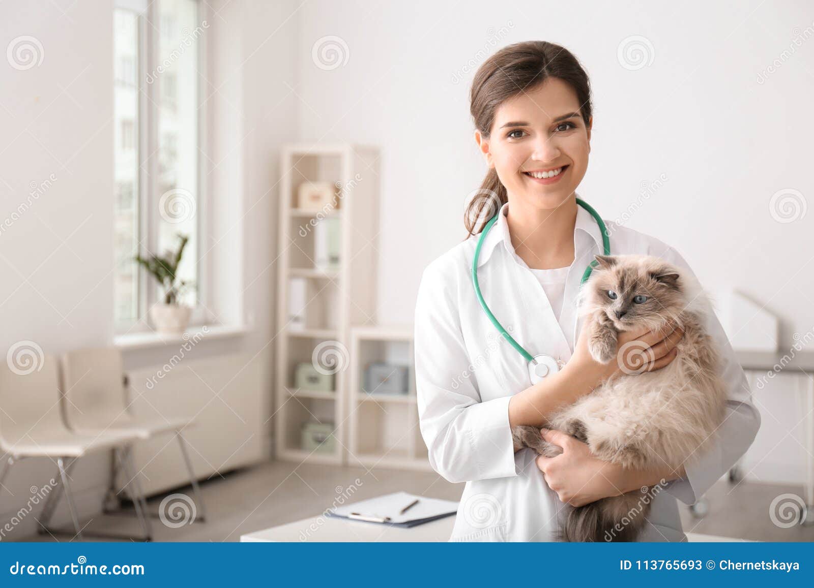 Young Veterinarian Holding Cat Stock Image Image of health, kitty
