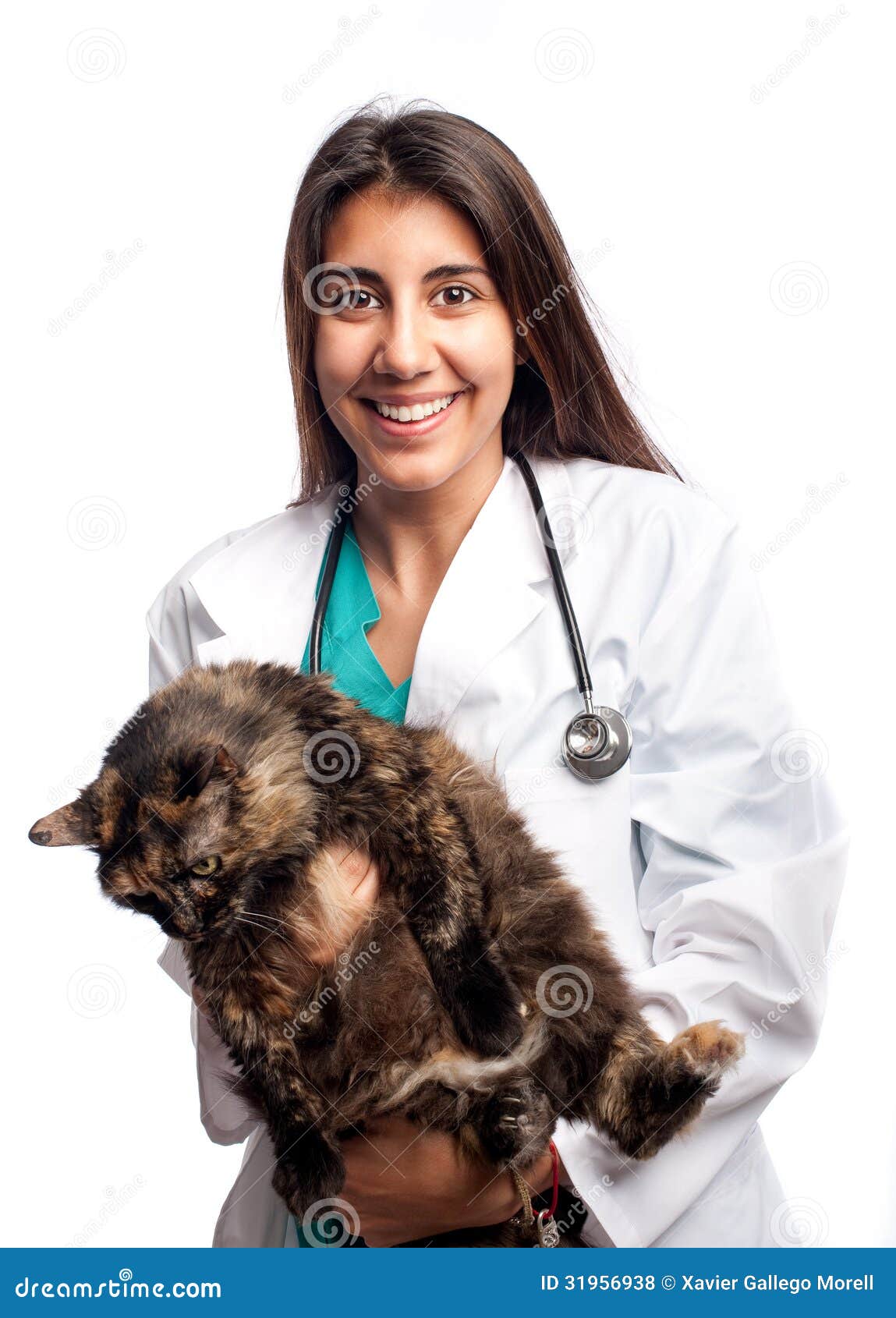 Young Veterinarian Holding a Cat Stock Photo Image of animal, clinic