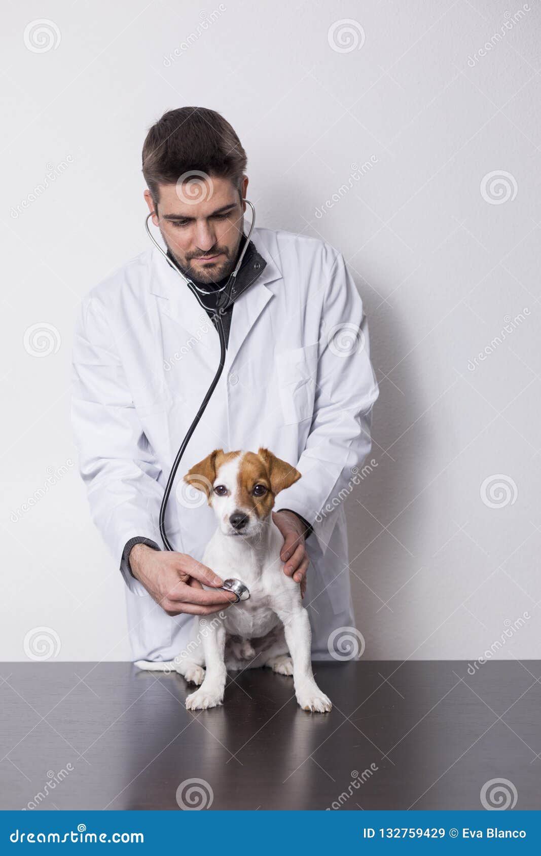 small dog veterinarian