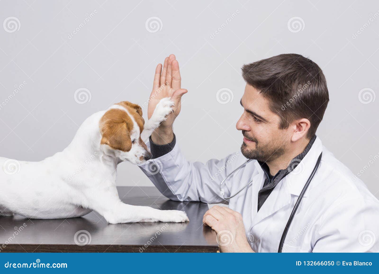 small dog veterinarian