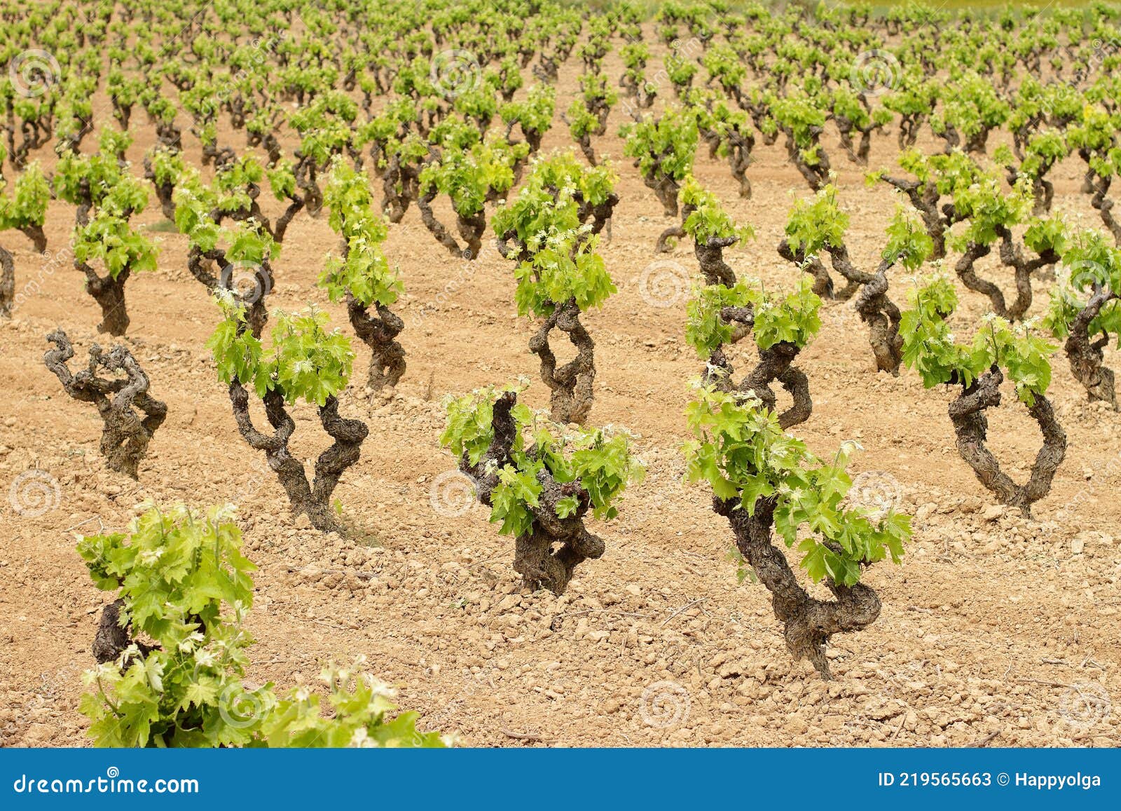 Young Vine Plant Growing on the Field Stock Image Image of