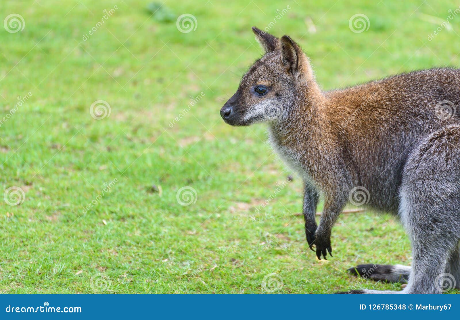Young Wallaby Outdoors stock photo. Image of nature 126785348
