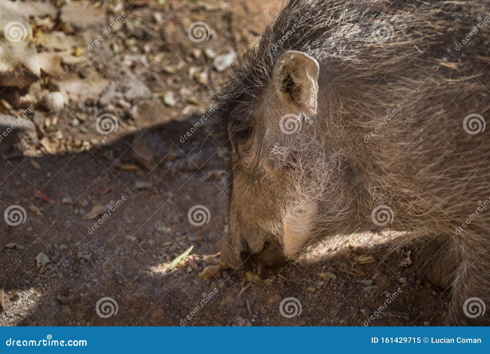 Young warthog in the bush stock image. Image of safari ...