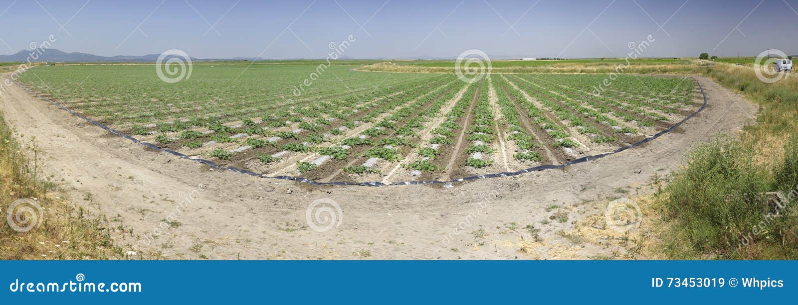 young watermelon field, extremadura, spain
