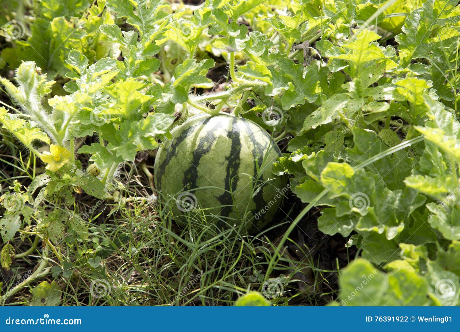 Watermelon Growing Vegetable Garden Stock Images Download 963 Royalty