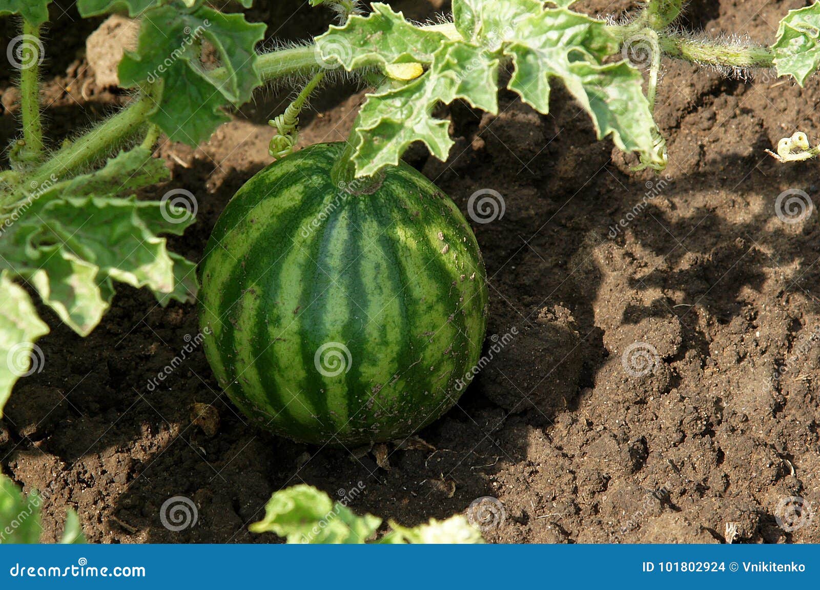 Young Watermelon on Vegetable Bed Stock Photo Image of natural, fruit
