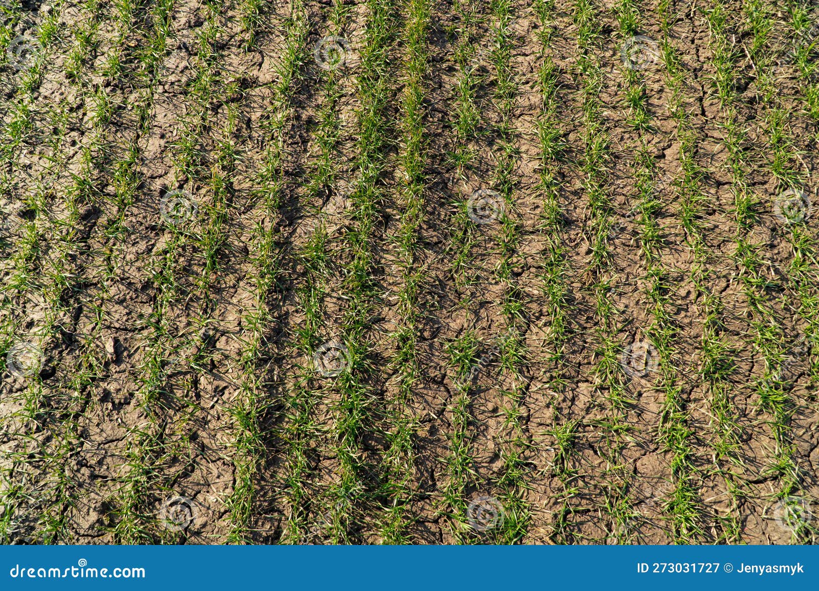 Young Wheat Grows in Dry Soil. Young Wheat Seedlings Growing in a Field