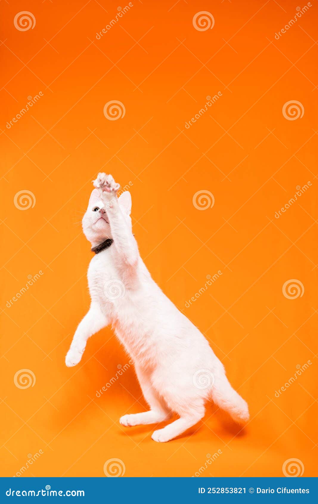 young white cat jumping with paw up on orange background