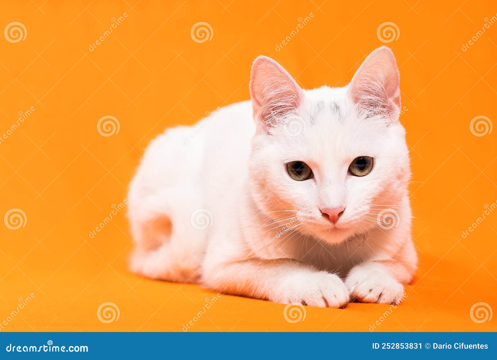 close-up of white cat on orange background, staring at the camera